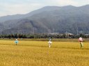 田んぼのかかし