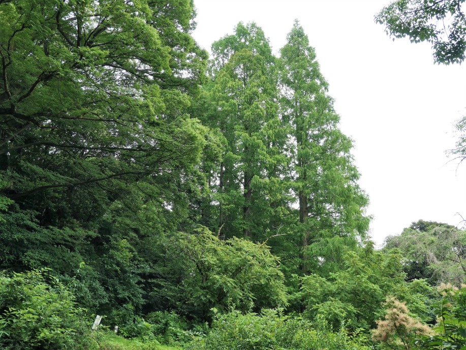 日本庭園の池の周りの風景