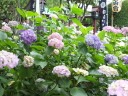 紫陽花@白山神社