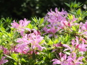 ツツジの花々