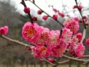 寒紅梅 H15.1
