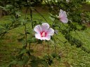 清楚なムクゲの花 H15.7