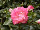 秋バラ Strawberry-ice H15.11