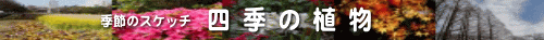 四季の植物