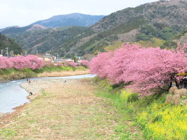 南伊豆の河津桜