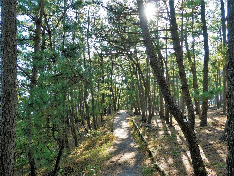 延々と続く松林と遊歩道