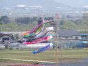 風にたなびく鯉のぼり