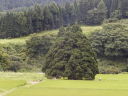 トトロの木(鮭川村)