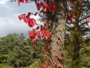 ツタの紅葉