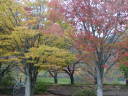 みちのくの紅葉