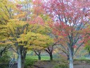 みちのくの紅葉