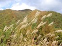 ススキと秋の山