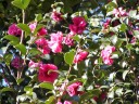 咲き始めたサザンカの花