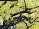 イチョウの木の「点描」