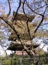 旧寛永寺五重塔