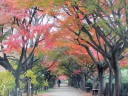 イロハモミジ並木道