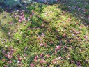 苔の上のモミジの落ち葉