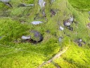 松の根元の絨毯のような苔