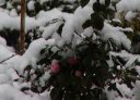 雪の中のカンツバキ
