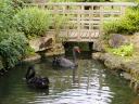 black swans