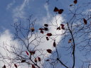 秋の空