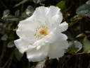 Margaret Merril