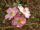 Rosy Cushon