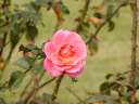 Mein Shoner Garten