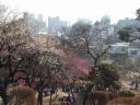 梅林(小石川植物園)