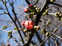 ほころび始めたボケの花