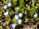 早春の花「星の涙」