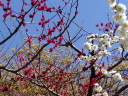 紅白のウメと黄色のサンシュユ