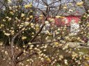 和紙の原料となるミツマタの花