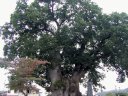 日本一の大ケヤキ(東根市)