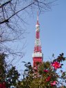 増上寺から見た東京タワー