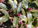 開花準備のジンチョウゲ