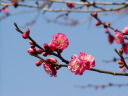 寒紅梅