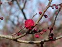 蘇芳梅
