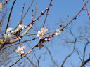 通い小町