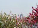 杭州の景勝地、西湖