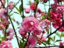 西湖のハナモモ
