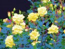 黄色のバラ(ガッシュ)