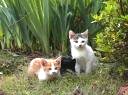 3匹の子猫