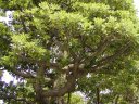 本間家のタブノキ