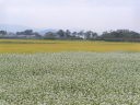 山形のソバ畑
