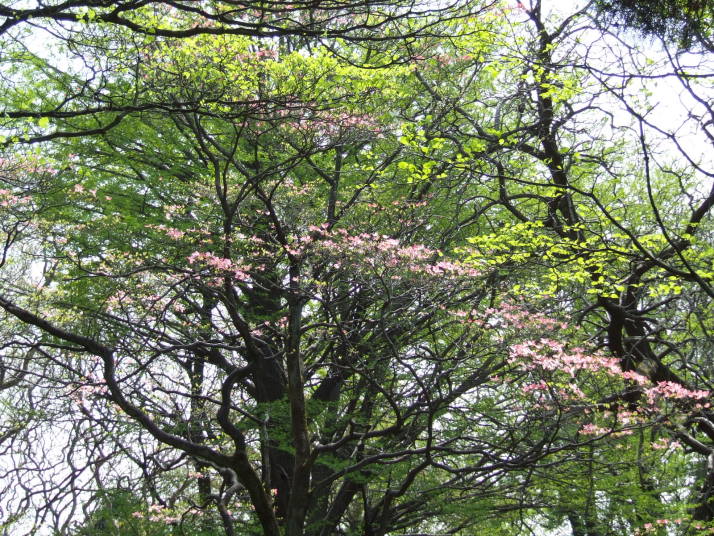 紅白のハナミズキの花(2017.5)@小石川植物園