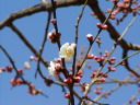 長谷川絞り