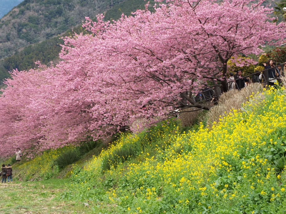 南伊豆の河津桜