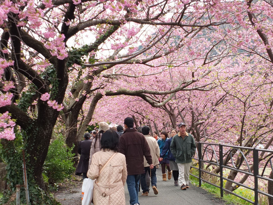 南伊豆の河津桜