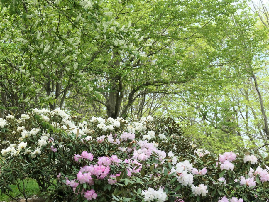 初夏の山形野草園@山形市